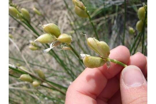 Image of Toano milkvetch