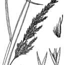 Image of Porter's reedgrass