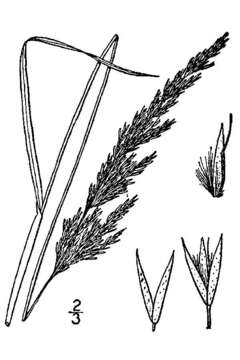 Image of Porter's reedgrass