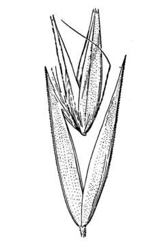Image of Porter's reedgrass