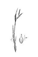 Image of variable sedge