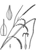 Image of Drooping Sedge