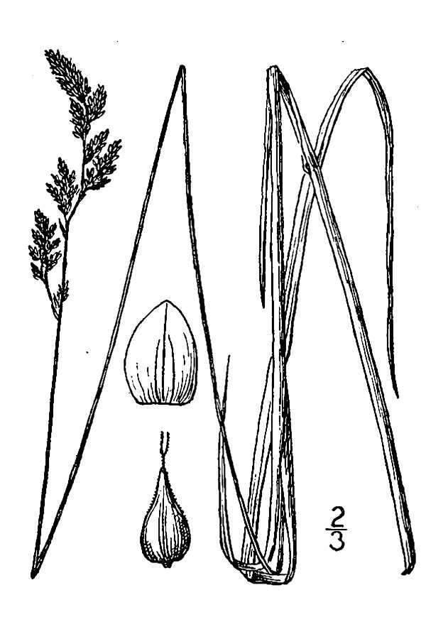 Image of Prairie sedge