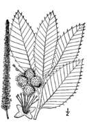 Sivun Castanea pumila (L.) Mill. kuva