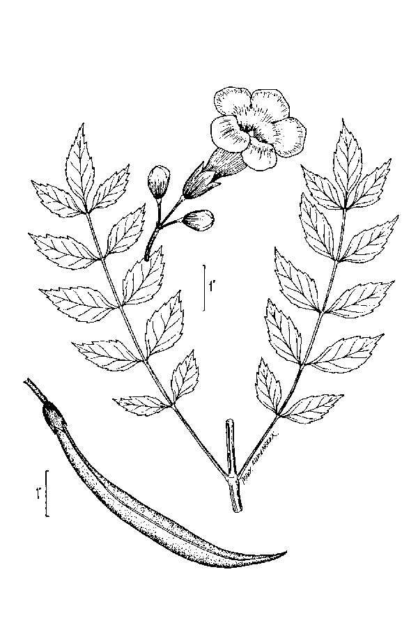 Image of trumpet creeper