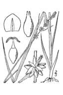 Image of rosy sedge