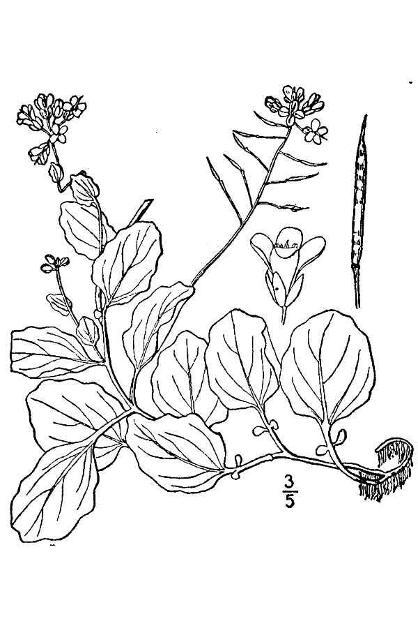 Image of American Bittercress