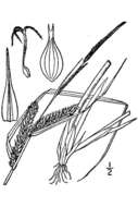 Image of beaked sedge