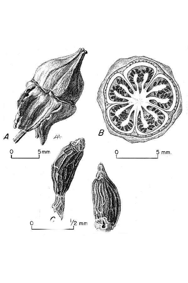 Image of tree anemone