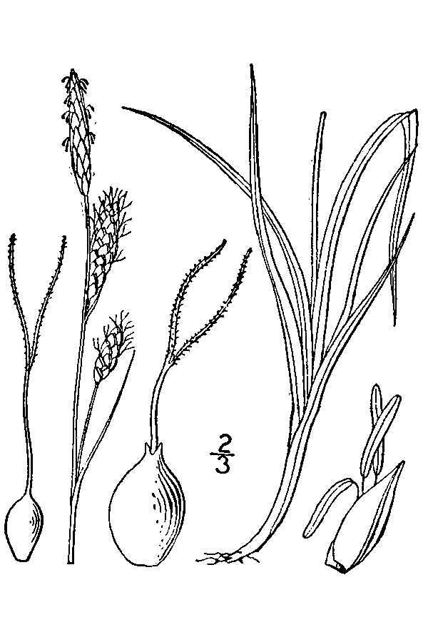 Image of Russet sedge