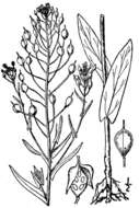 Imagem de Camelina sativa (L.) Crantz