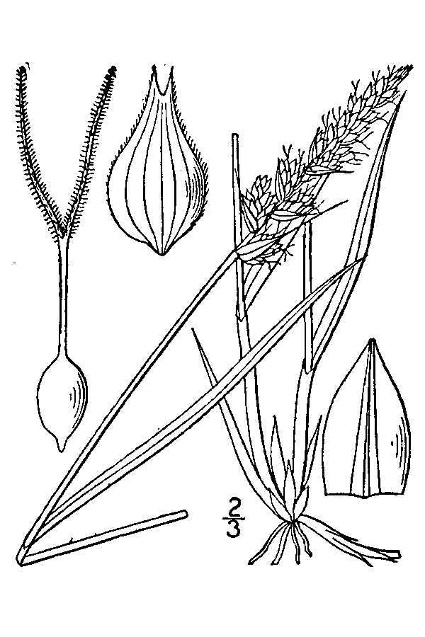 Image of Sartwell's Sedge