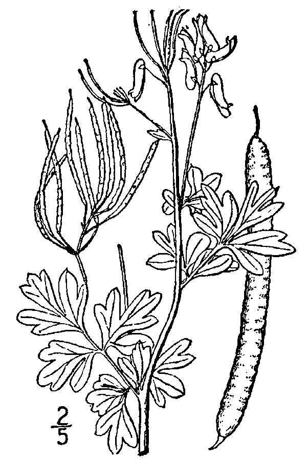 Image of Capnoides