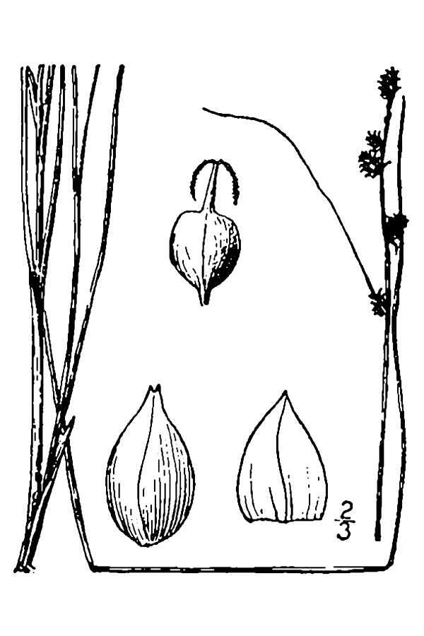 Image of Weak Stellate Sedge