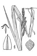 Image of Short's Sedge