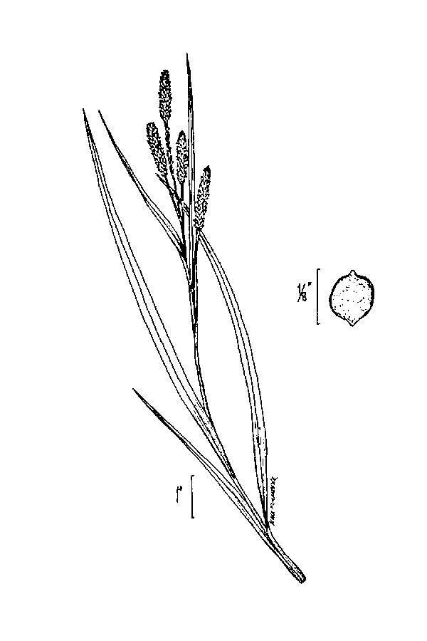 Image of Short's Sedge