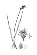 Image of eastern straw sedge