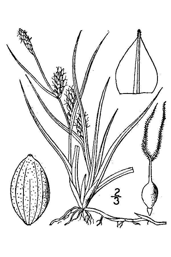 Image of Hoppner's Sedge