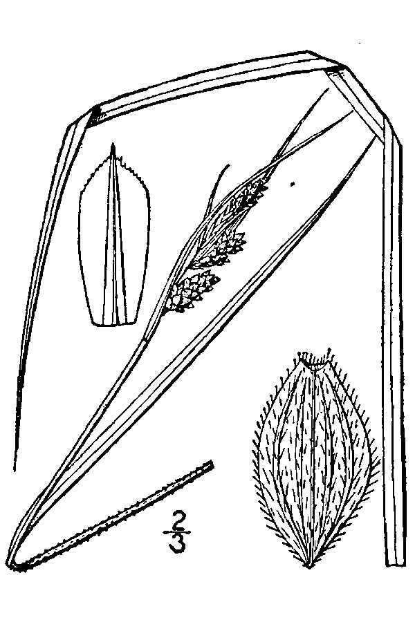 Image of Swan's sedge