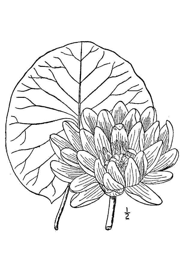 Image de Nymphaea odorata subsp. tuberosa (Paine) J. H. Wiersema & C. B. Hellquist