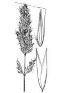 Image of Tweedy's reedgrass