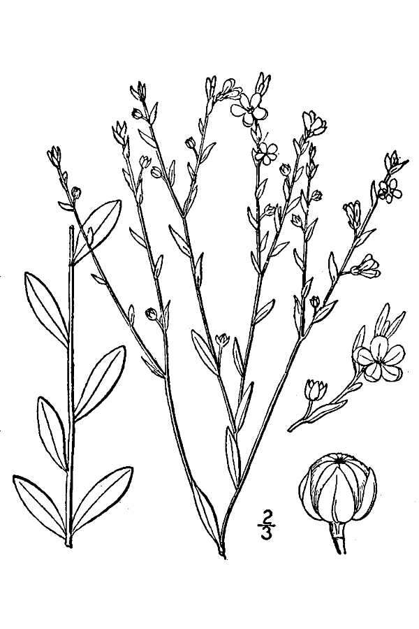 Image of Woodland Flax