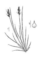 Image of Brown fox sedge