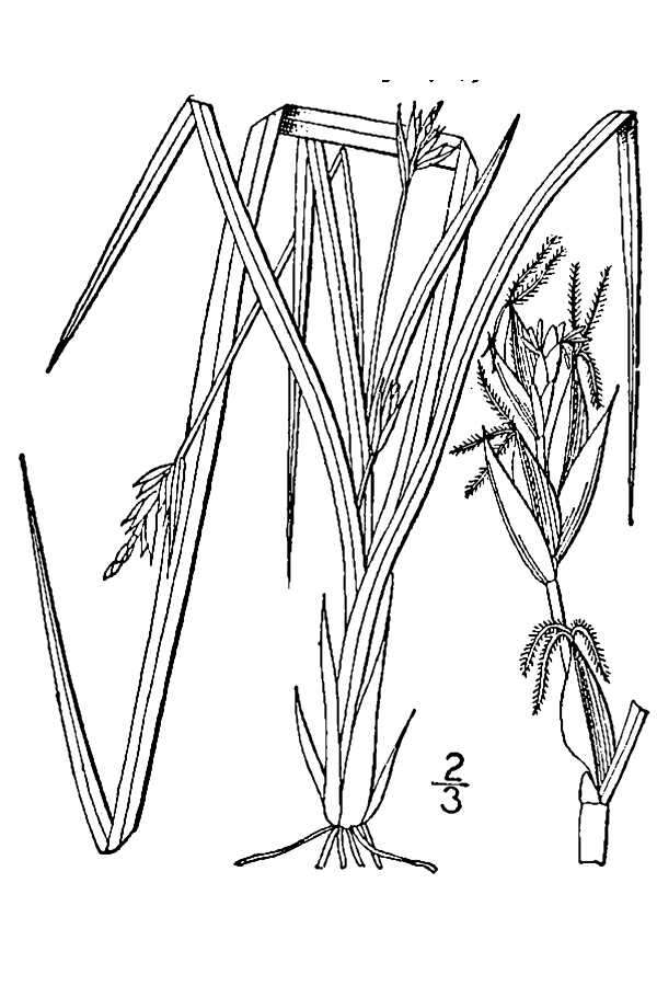 Image of Willdenow's sedge