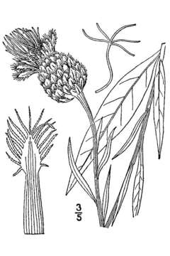 Centaurea melitensis L. resmi