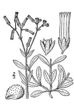 Image of Short-Stalk Mouse-Ear Chickweed