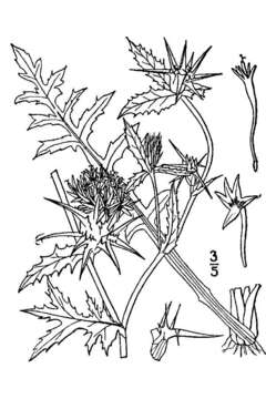 Centaurea calcitrapa L. resmi