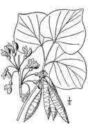 Слика од Cercis canadensis L.