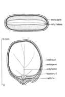 Слика од Cercis canadensis L.