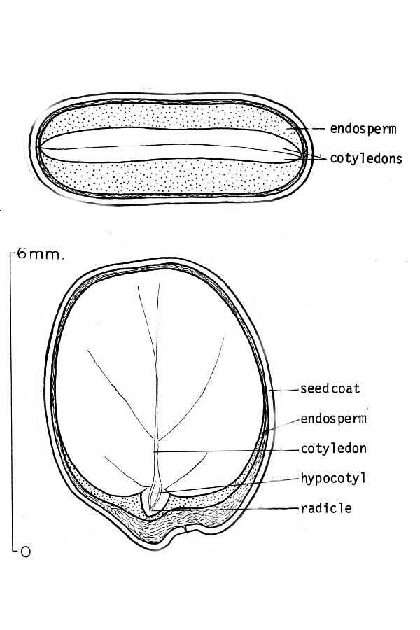 Слика од Cercis canadensis L.