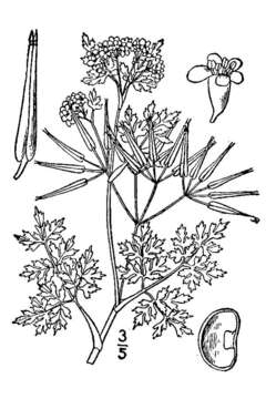 Imagem de Anthriscus cerefolium (L.) Hoffm.