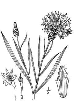 Image of Garden Cornflower