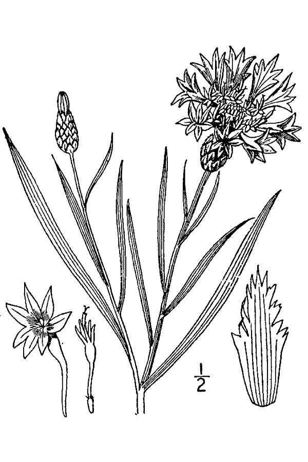 Image of Garden Cornflower