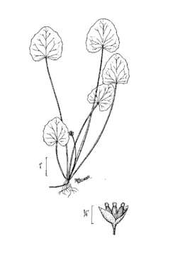 Image of Stiff Spadeleaf