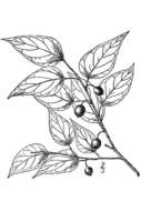 Image of dwarf hackberry