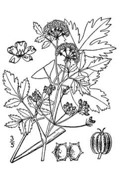 Imagem de Apium graveolens var. dulce (P. Mill.) Poir.