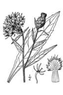 Image of brown knapweed