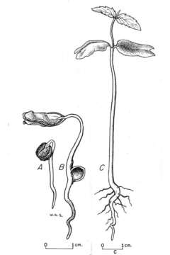 Sivun Celtis laevigata Willd. kuva