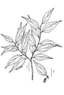 Sivun Celtis laevigata Willd. kuva