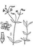 Plancia ëd Cerastium nutans subsp. nutans