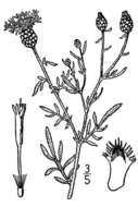 Image of spotted knapweed