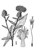 Image of lesser knapweed