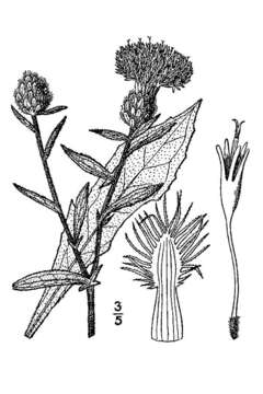 Image of lesser knapweed