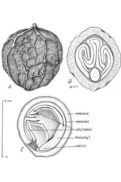 Image of common hackberry