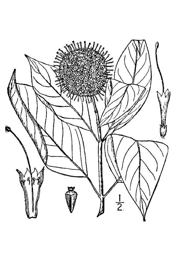 Image of common buttonbush