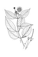 Image of common buttonbush